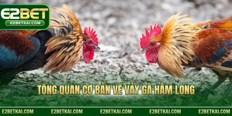 Tổng quan cơ bản về vảy gà Hàm Long